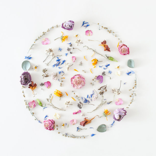 各种色彩缤纷的夏日干花，蓝色的花瓣和绿色的叶子，点缀在白色的背景上。最小的自然概念。平的模式。图片下载