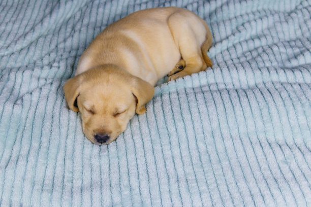 可爱的拉布拉多小狗在床上睡觉图片下载