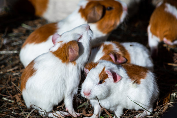 孵化场里的豚鼠图片下载