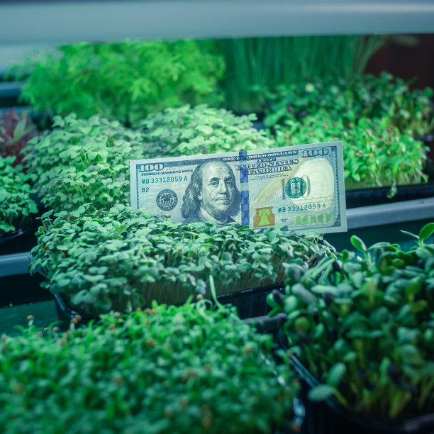 草丛里的100元钞票。钱就在微型植物的芽中。城市里的家庭农场。环保绿色的钱图片下载