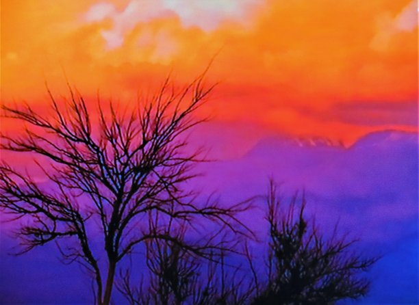 彩色的日落与树的剪影。图片下载