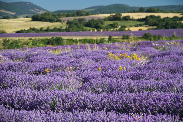 薰衣草图片下载