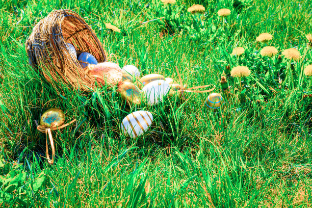 复活节彩蛋的兔子。金蛋与黄色的春花在庆祝篮子在绿色的草地背景。传统装饰在阳光下。图片下载