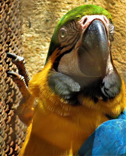 美丽的鹦鹉。鹦鹉，蓝色和黄色的金刚鹦鹉，羽毛很漂亮。图片下载