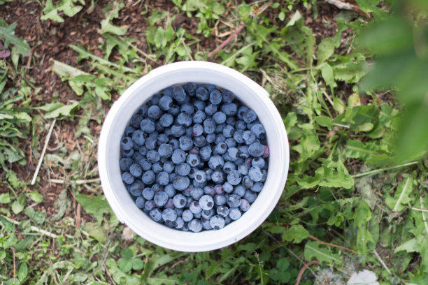 采摘蓝莓图片下载