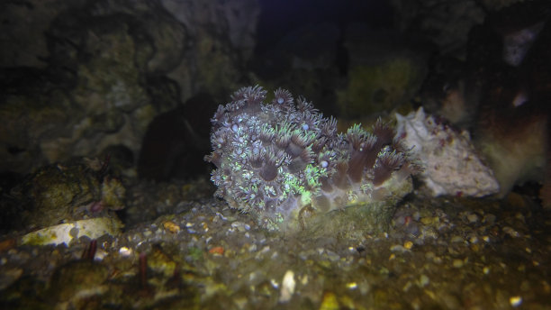 珊瑚礁坦克图片下载