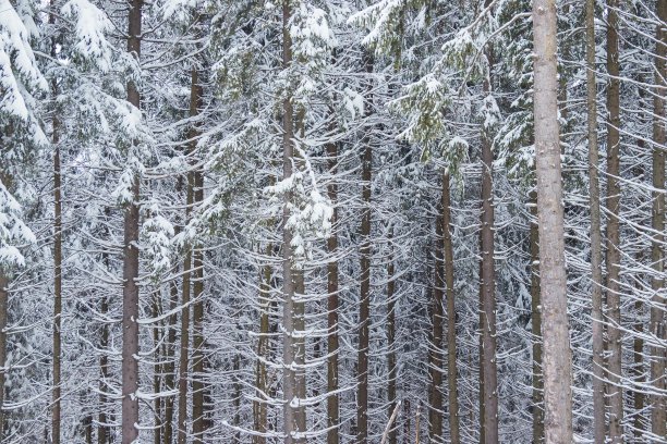 白雪覆盖的圣诞树。在阴天，山上的冬树被新雪覆盖图片下载