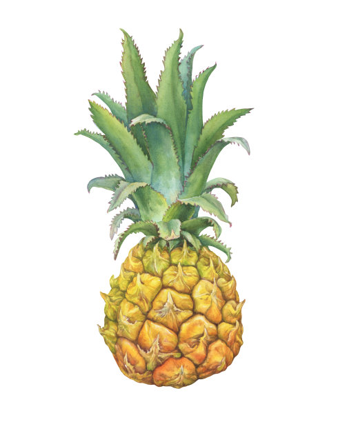 嫩叶成熟的小菠萝。手绘植物水彩画插图孤立的白色背景。图片下载