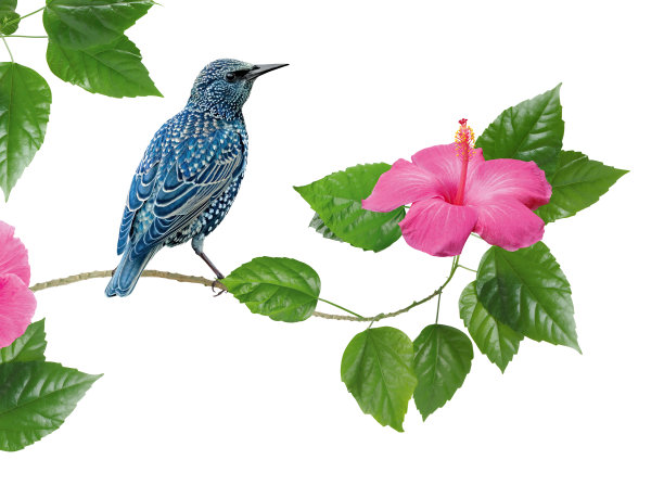 白底木槿的鸟和花枝图片下载