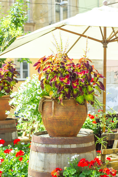 大陶瓷花瓶，里面种着各种植物。在夏季的梯田上，彩色和白色的Scaevolas aemula在大盆中开花图片下载