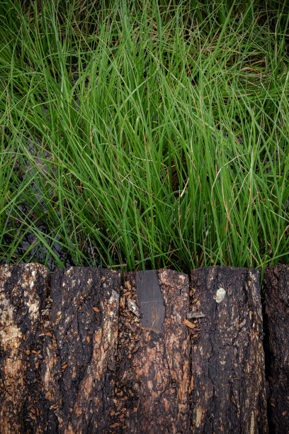 长在沼泽草地上的木制木板路。图片下载