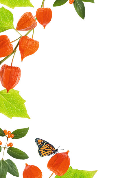 白背景上的酸浆图片下载