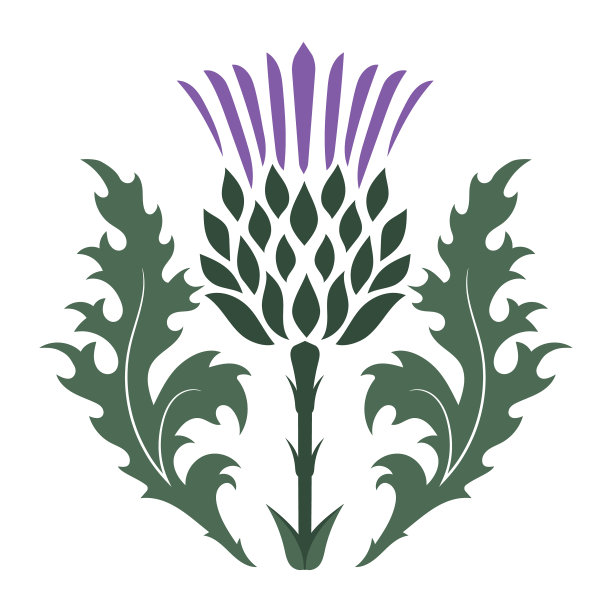 苏格兰蓟图片下载