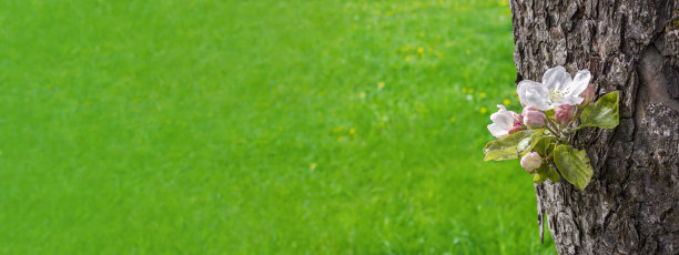 春天。在明亮的阳光下，白色的花在一棵苹果树的树干上，模糊的草地背景。宏观照片图片下载