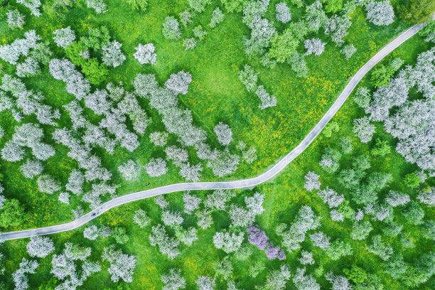 蜿蜒的小径穿过开花的苹果园。鸟类的眼睛视图图片下载