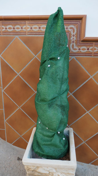 用绿色材料包裹的植物，看起来像圣诞树图片下载