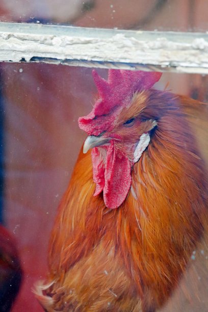 鸡的头图片下载