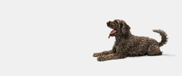 可爱有趣的大狗狗躺在孤立的白色背景。图片下载