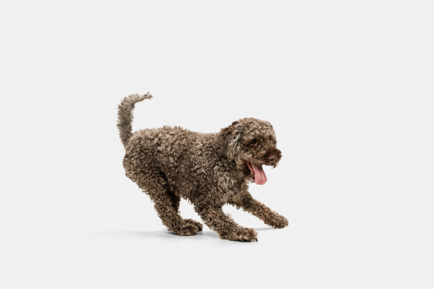 美丽的大Lagotto romagnolo狗摆出孤立的白色背景。图片下载