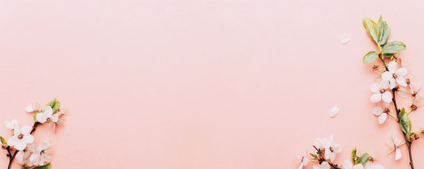 樱桃树开花。四月的花的自然和春天的樱花盛开在柔和的粉红色的背景。3月8日的横幅，复活节快乐，有文字的地方。春天的概念。前视图。平的。图片下载