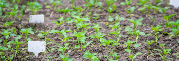 苗圃中的辣椒，选择性集中。自然的食物图片下载