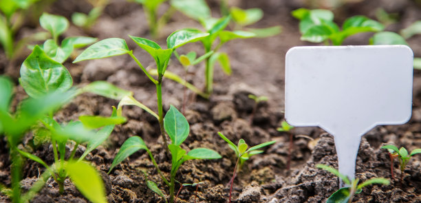 苗圃中的辣椒，选择性集中。自然的食物图片下载