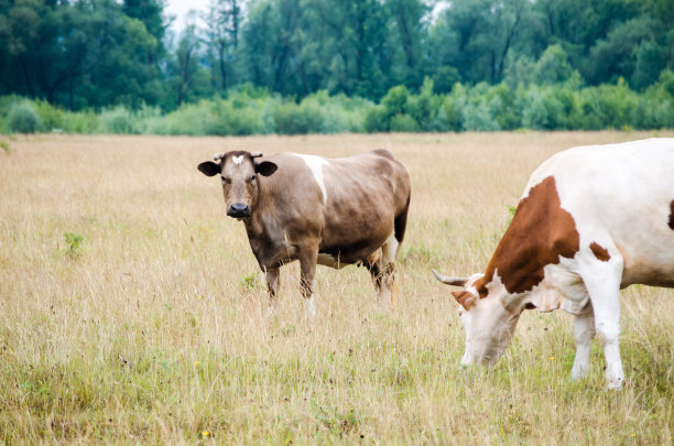 单词“cow”意为雌性，“domestic bull”或“domestic bull”意为雄性。图片下载