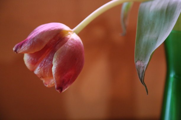 褪色的郁金香图片下载