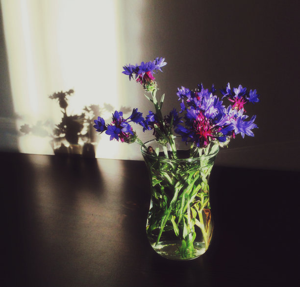 矢车菊，蓝色的野花。静物照片。艺术研究图片下载