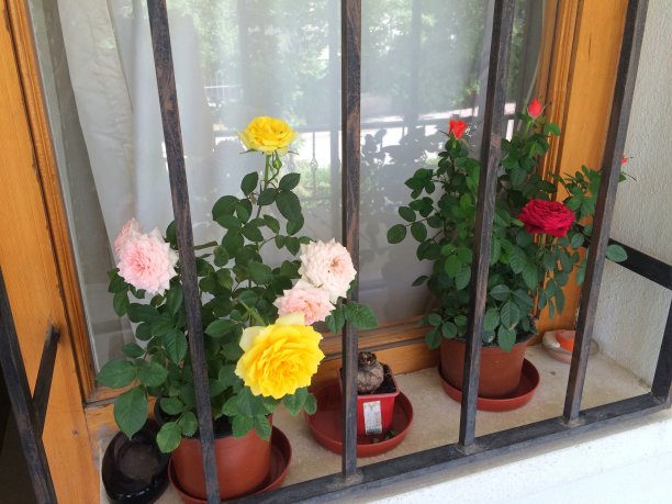 窗台上花盆里盛开的玫瑰。图片下载