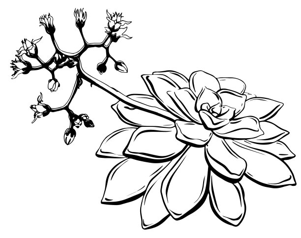 多肉开花手绘黑白图片下载