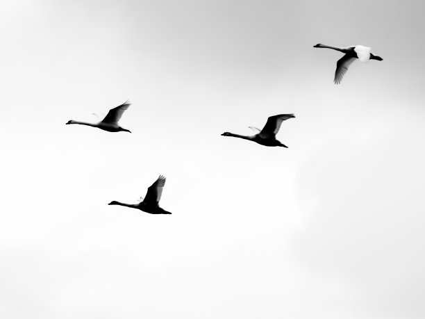 天鹅飞翔的剪影图片下载