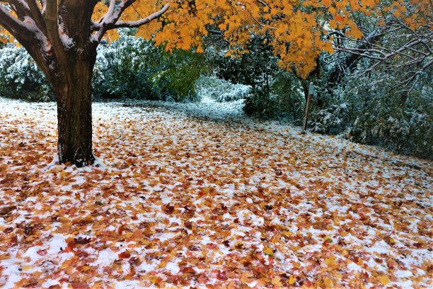 公园里白雪覆盖的树叶图片下载