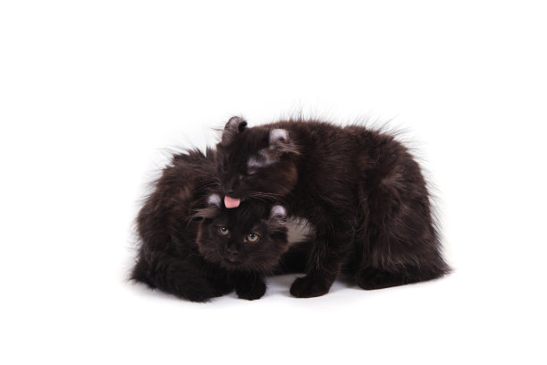 小卷曲小猫虎斑在白色的背景图片下载