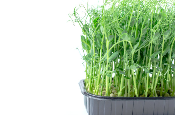 白色背景上的微绿色豌豆芽。生芽、微绿色蔬菜、健康食品理念图片下载