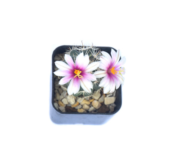 盆花仙人掌。家居植物装饰理念。图片下载