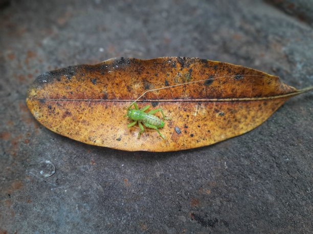 蚱蜢婴儿图片下载