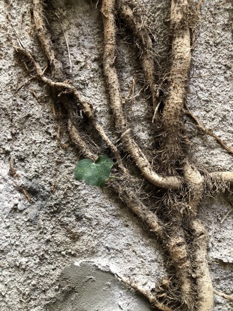 根绿色图片下载