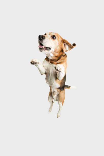 高角度的可爱的比格尔狗摆出孤立的白色背景。图片下载