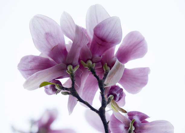 木兰的花。近距离的照片。图片下载