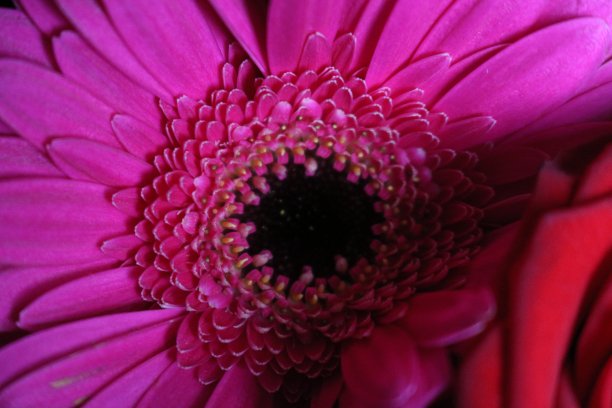 粉红色的非洲菊图片下载