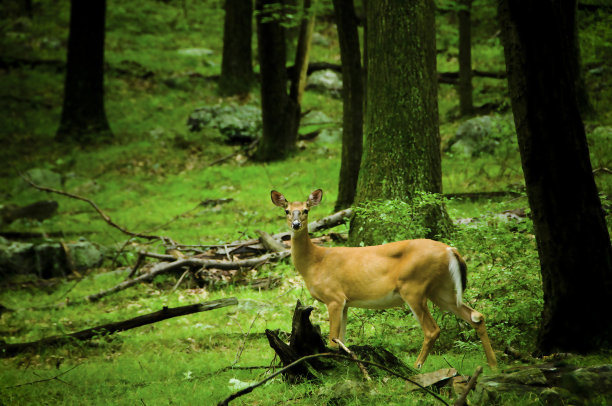 鹿图片下载