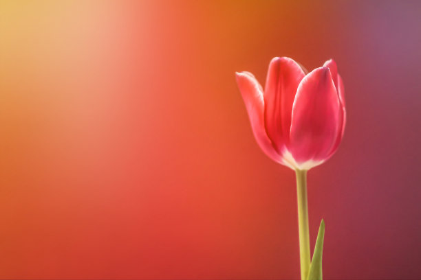 郁金香花图片下载