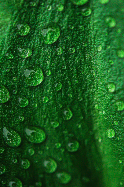 潮湿的叶子图片下载