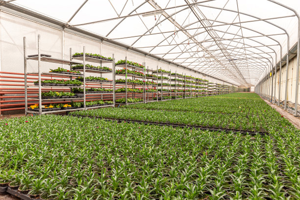 石竹花苗图片下载