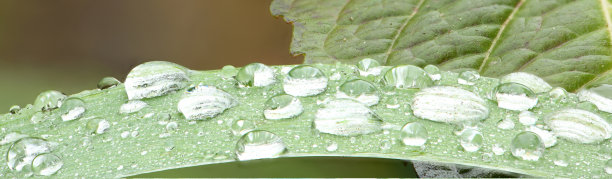 水滴在树叶上的特写微距。图片下载