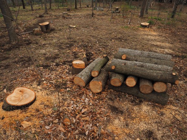 把原木堆放在树林里。图片下载