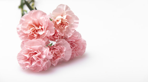 近距离照片的粉红色康乃馨花束孤立在白色的背景图片下载