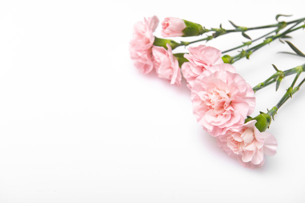 近距离照片的粉红色康乃馨花束孤立在白色的背景图片下载