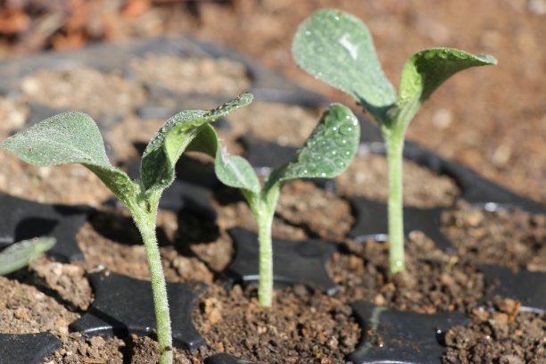 植物生长在苗木盘或发芽盘上。有机农业的方法图片下载